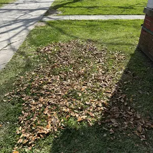 VEVOR Push Lawn Sweeper 21-Inch Leaf & Grass Collector with 3.5 cu. ft. Mesh Collection Hopper Bag,  2 Spinning Brushes & Strong Rubber Wheels VEVOR Super Brand Day