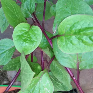 Organic Red Malabar Spinach Seeds (Basella alba) – 10+ Seeds for Unique, Vining Spinach with Red Stems and Leaves