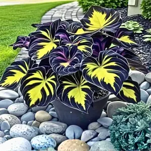 800 Hosta Seeds – Easy to Grow Shade Plant for Woodland Gardens and Outdoor Decorative Use
