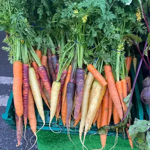 Rainbow Blend Carrot (Daucus carota 'Rainbow Blend') Organic Seeds – Colorful Mix of Sweet Gourmet Carrots, Nutrient-Rich Roots for Vibrant Harvests