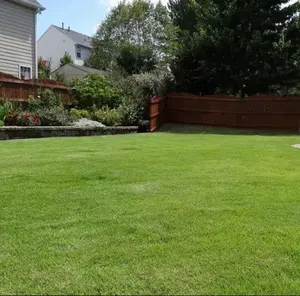 3000 pcs Grass seeds grass seeds Warm- Season Grass Dense,Carpet-Like Growth, Establishes Quickly for Lawns, Golf Courses, and Other Landscape Applications Grass Seeds