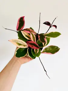 Hoya Flamingo Dream (Purple Pride) - New Hoya Carnosa Sport Variety - Live Plant in 5” Pot