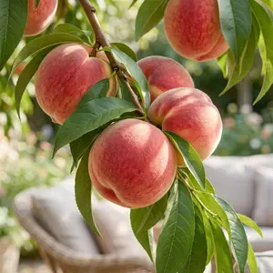 Peach Seeds for Planting, Fruit Tree Seeds, Suitable for Pots, Indoor and Outdoor Garden Growing, Easy to Grow