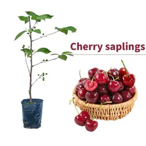 Cherry tree seedlings, self-pollinating, early ripening fruit, sound root system, vigorous growth, suitable for balconies and gardens, both ornamental and edible value.
