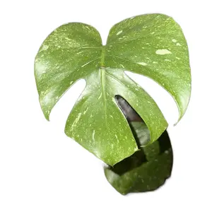 6” Monstera Thai, indoor plant, house plant 19.5” tall