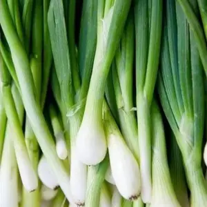 Organic Tokyo Long White Bunching Green Onion Seeds (Allium fistulosum) – 75+ seeds Fast-Growing and Flavorful