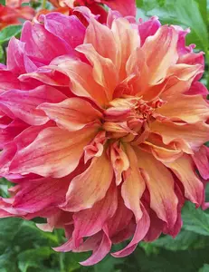 Belle of Barmera Dahlias