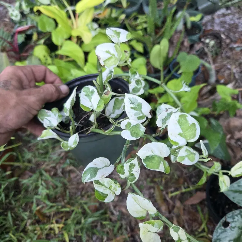 Pearls N Jade Pothos 6 inch pot size Live Plant with Variegated Leaves and Healthy Growth