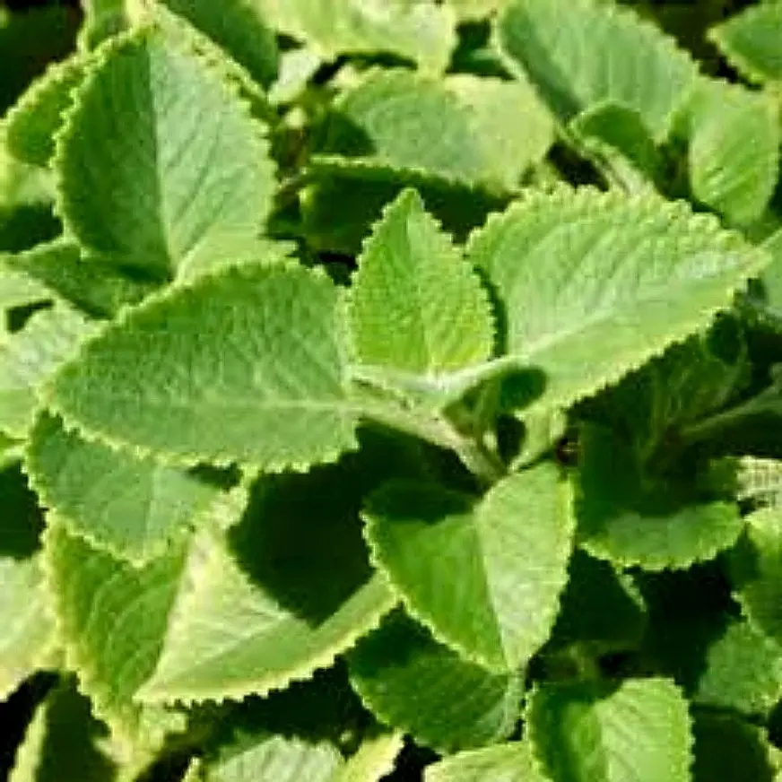 1000pcsItalian Oregano Herb Garden Seeds - Heirloom, Healthy & Delicious, Ideal for Home Gardeners and Cooks