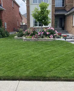 3000 Pcs Drought Resistant Grass Seeds For Water Wise Garden Eco Friendly Lawn Solution Saves Money On Water Bills