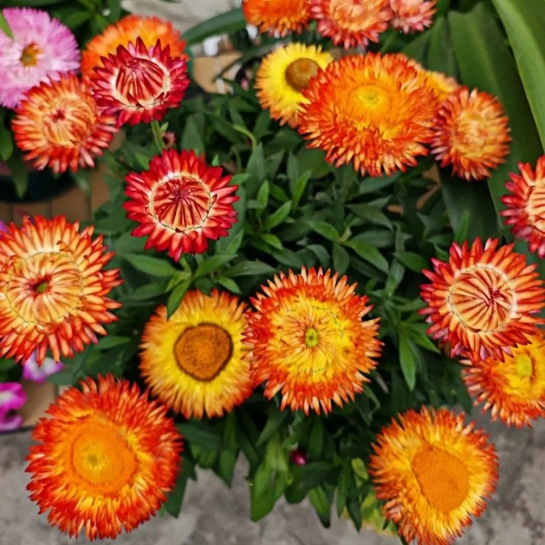 Strawflower Flower Seeds Tall Mixed Color Annual Flowers for Outdoor Garden Planting Cut Bouquets Dried Flowers and Floral Crafts