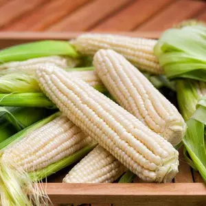 Truckers Favorite White Corn (Zea mays) Organic Seeds – Early Maturing Heirloom, Reliable White Sweet Corn Variety