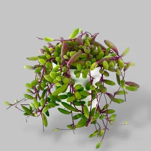 String of Rubies, 4 Inch Pot, Live Plant