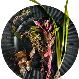 Tofu's "Cherry Charm" Collection - Pink & Red Color Variety Pack - Live Aquatic Plants - Intermediate Difficulty Plants Require Bright Light and Fertilizer