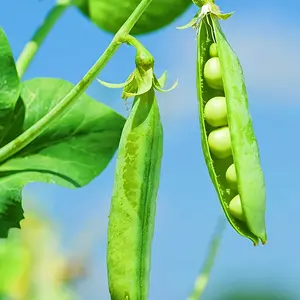 200+ Sugar Snap Peas, Seeds Ready to Plant, Non-GMO, Heirloom Vegetable Gardening and Microgreens Seeds
