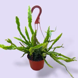 Rhipsalis Hurricane 6” - Pet Safe Hanging Jungle Cactus