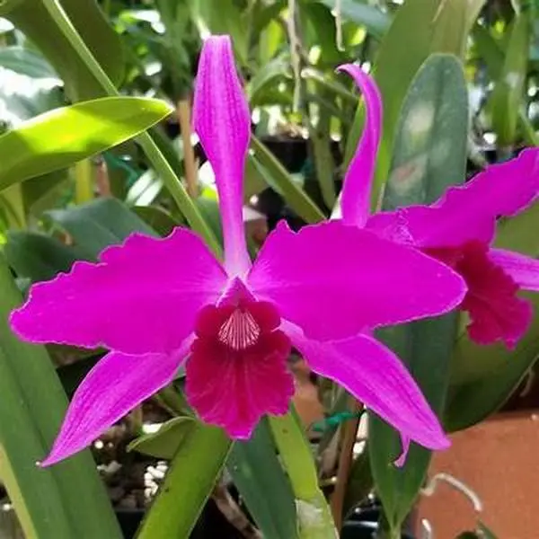 L. purpurata 'Raspberry x Double flame' | BS not in bloom