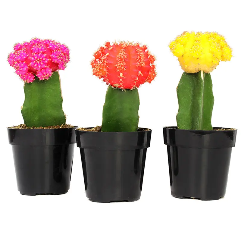 how do you transplant a cactus - TikTok Shop