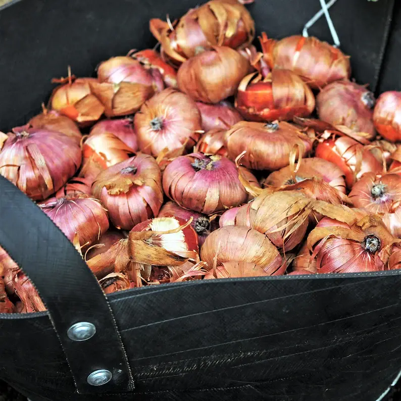 Gladiolus Corms, Easy Grow Summer Cut Flower Bulbs