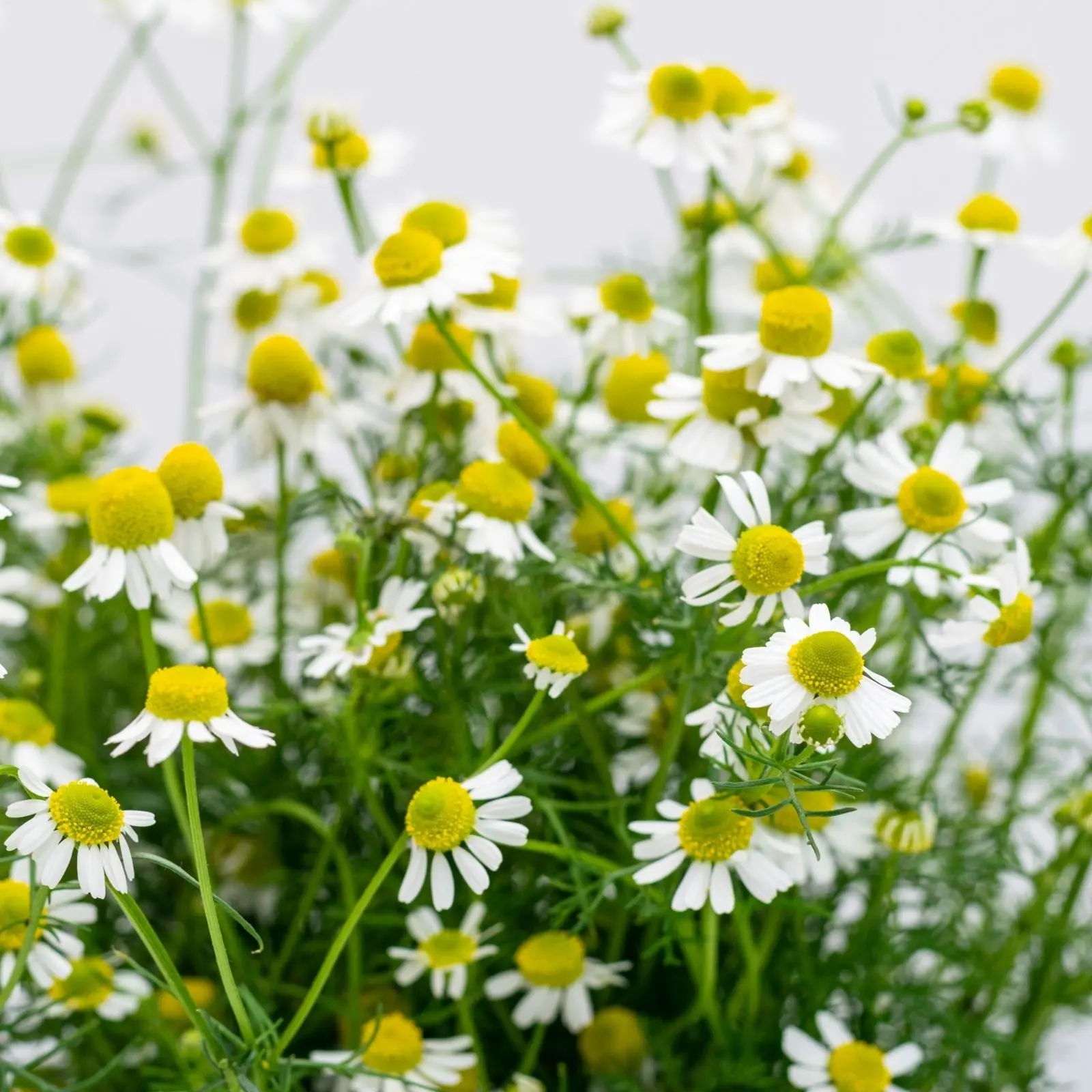 Chamomile Herb Plant | Two Live Plants | Non-GMO | Medicinal and Edible