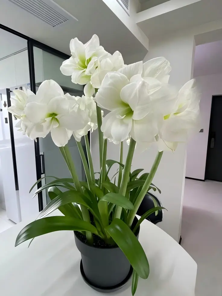 2PC Amaryllis Angela Double Flower Bulbs - Perennial Hippeastrum Bulbs for Indoor Balcony, Long-Lasting Blooming Home Garden Plants