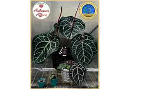 Anthurium 'Michelle' by DocBlock®  *Grower's Choice*