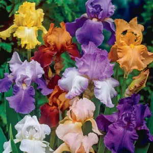 50 Mixed Color Iris Seeds Fragrant Flower Plant (much less money than bulbs) - FRESH SEEDS - Limited Supply - Order Soon - Thank You