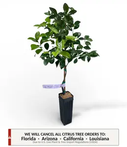 Cleopatra Mandarin Tree | No Ship CA AZ LA FL | Ancient Citrus, Hardy Rootstock & Year-Round Fruit | Premium Indoor Outdoor Citrus Tree