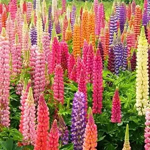 Green River 25 Rainbow Mix Lupine Seeds - lupine flower seeds, vibrant perennial flower seed pack – tall wildflower spires, easy care, butterfly-friendly