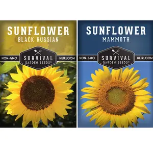 Sunflower Seed Collection - Flowers That Produce Edible Seeds