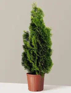 Emerald Green Arborvitae