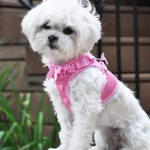 American River Polka Dot Step-in Dog Harness