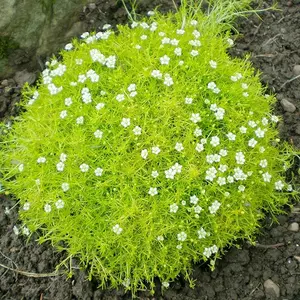 Irish Moss Seeds 200Pcs Herb Seeds Sagina Subulata Pearlwort Seeds Lawn Substitute Ground Cover Perennial Garden Backyard Plant.
