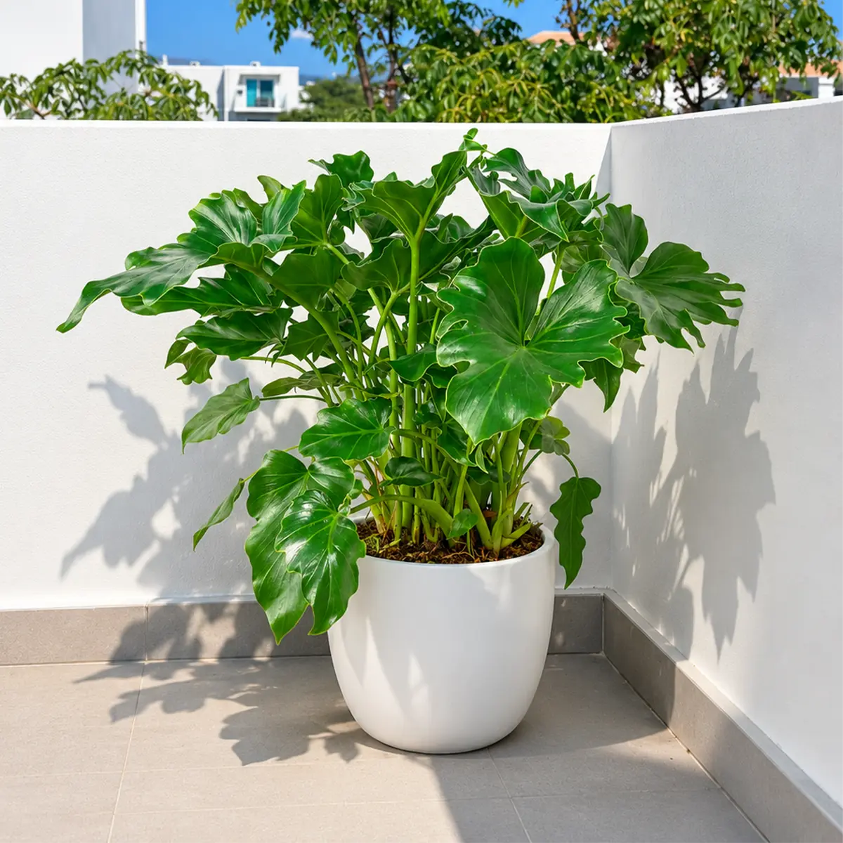 Philodendron ‘Little Hope'