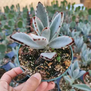 Kalanchoe tomentosa - Panda Plant, Donkey Ears