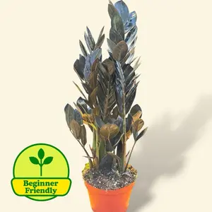 Black Raven ZZ 6” - Rare Easy Care House Plant