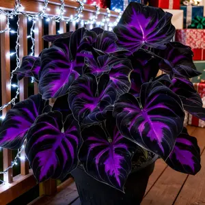 Hosta Seeds 800 Perennial with Deep Foliage for Bold Garden Shade Maintenance Easy Care Ideal for Borders Under-Tree Areas and Shaded Pathways