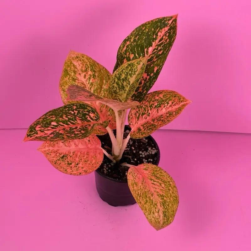 dracaena green jewel White Jewel Dracaena