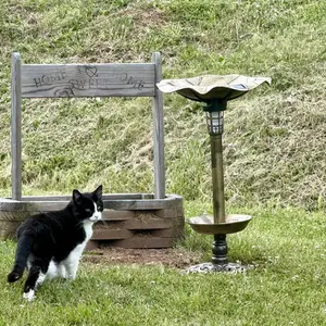 Best Choice Products Solar Lighted Pedestal Bird Bath w/ Planter, Integrated Panel