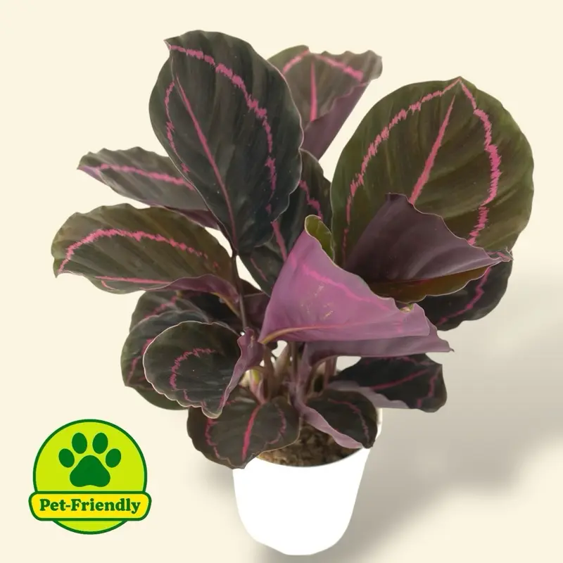 Calathea Rattlesnake 4" Pet Safe House Plant - Pet Friendly & Safe for Pets  - TikTok Shop