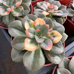 Echeveria Chroma 4” pot