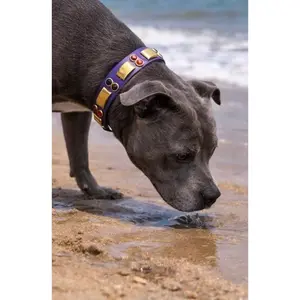 14” - 16” & 1" W Purple Brass Orange Black Bling Crystals Luxury Vegan Biothane Leather Dog CoVA Collar