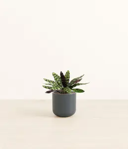 Rattlesnake Calathea