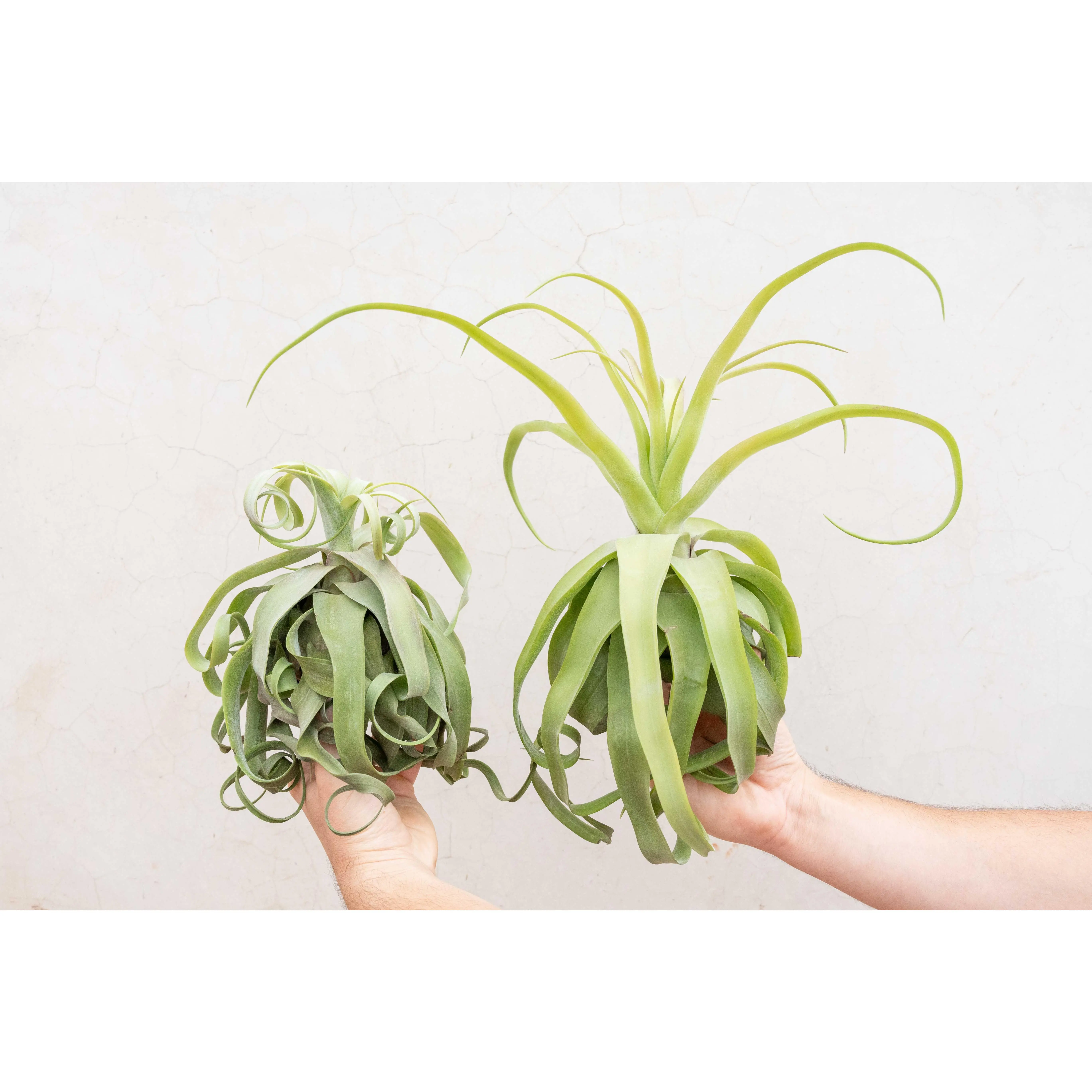 Jumbo Tillandsia Streptophylla Air Plants - Rare Size [Limited Quantities]