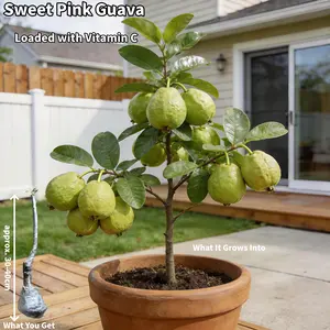 Pink Guava Tree Live Plant High Yielding Tropical Fruit Tree for Outdoor Garden Backyard Orchard Patio Container and Landscape Growing Sweet Pink Flesh Guava