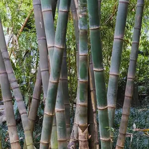 100+ Dendrocalamus Giganteus Seed - Rare Giant Bamboo Plant Seeds - Fast Growing, Evergreen, Perfect for Heirloom Garden