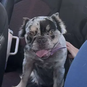 Product Review of Akunbem Bikini Trimmer for Women, Electric Shaver and Razor Rechargeable 2-in-1 Body and Facial Epilator, Dual Heads for Painless Trimming of Pubic Hair, Face, Underarms and Legs, IPX7 Waterproof. Christmas Gift New Year Gift Shaving Grooming from 𝓂**.