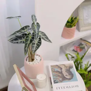 Alocasia Amazonica Bambino