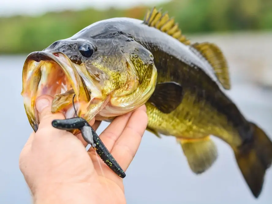cloud nine fishing lures 6th Sense Cloud 9 C15 Crankbait Mud Gill