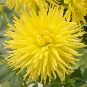 Dahlia cactus kennemerland ( Tuber) perennial Flowers